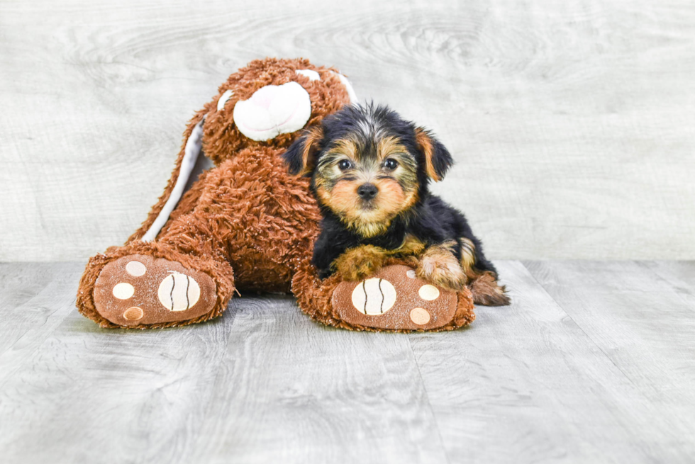 Meet Lisa - our Yorkshire Terrier Puppy Photo 