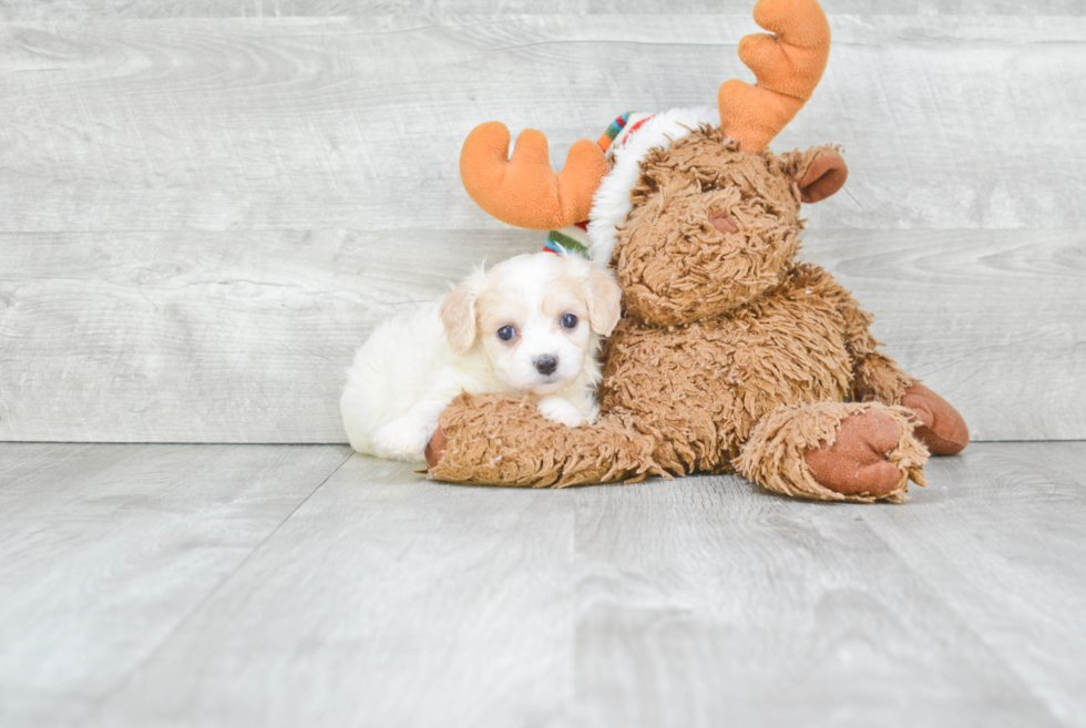 Cavachon Puppy for Adoption