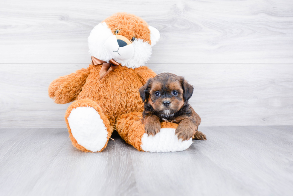 Hypoallergenic Shichon Designer Puppy