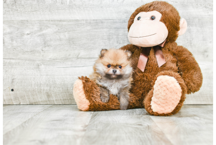 Pomeranian Pup Being Cute