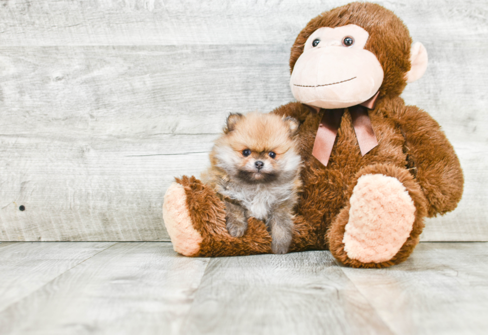 Pomeranian Pup Being Cute