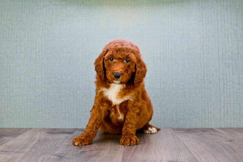 Mini Goldendoodle Puppy for Adoption