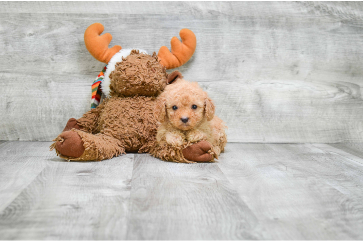 Cavapoo Pup Being Cute