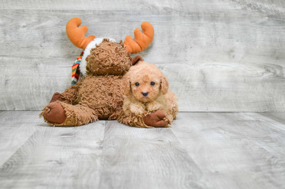 Cavapoo Pup Being Cute
