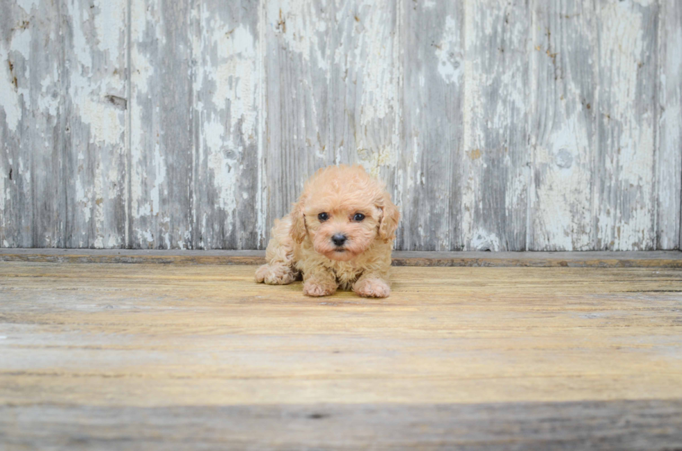 Cavapoo Pup Being Cute