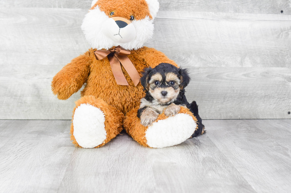 Fluffy Morkie Designer Pup
