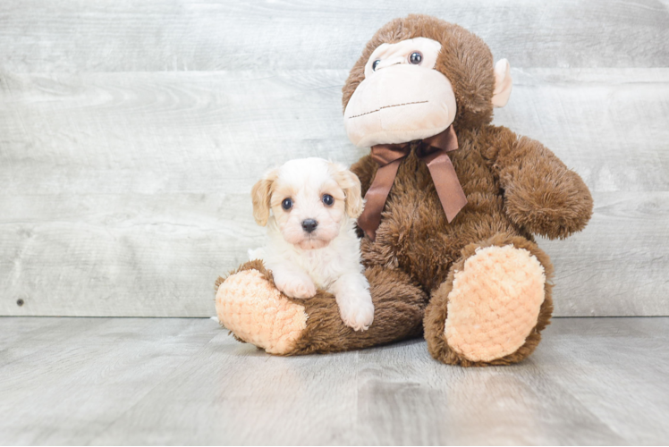 Popular Cavachon Designer Pup