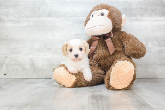 Popular Cavachon Designer Pup