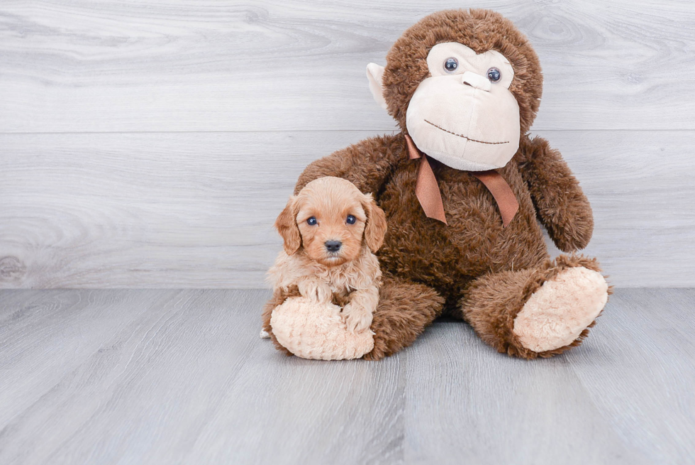 Funny Cavapoo Poodle Mix Pup