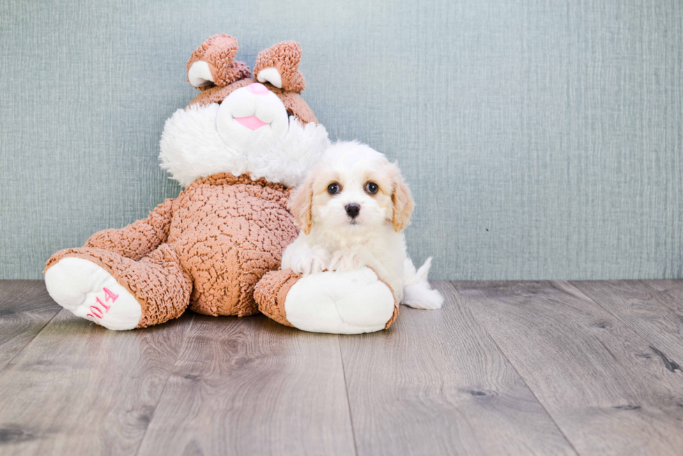 Funny Cavachon Designer Pup