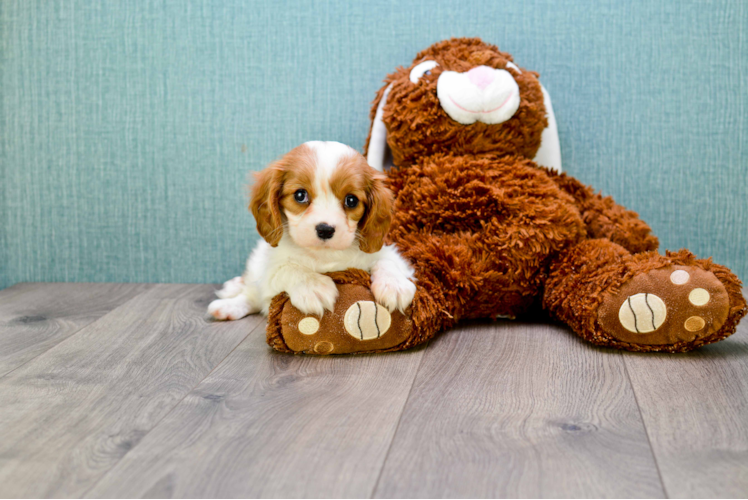 Fluffy Cavalier King Charles Spaniel Purebred Puppy