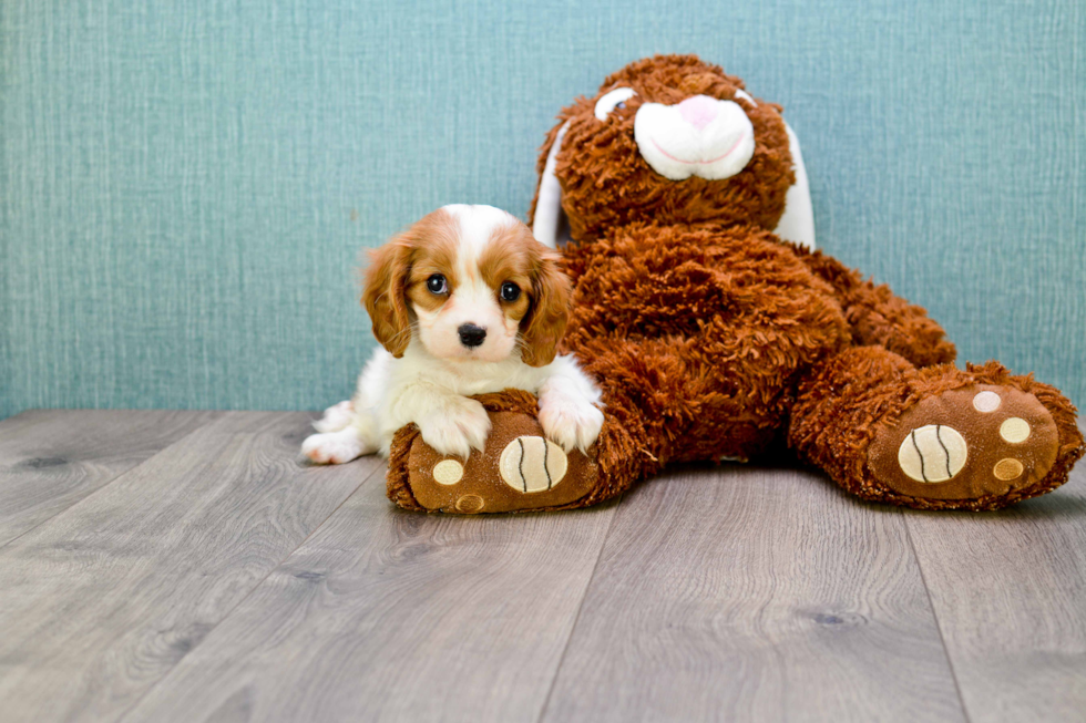 Fluffy Cavalier King Charles Spaniel Purebred Puppy