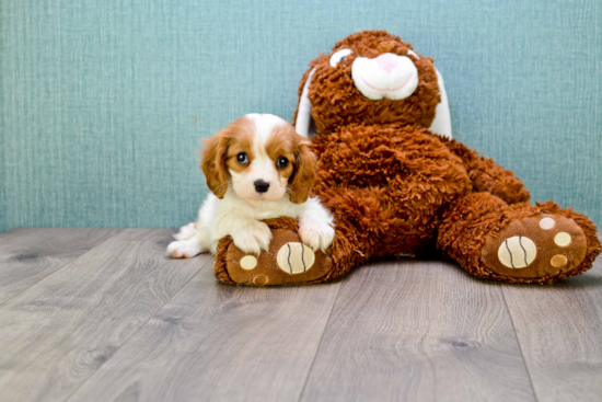 Fluffy Cavalier King Charles Spaniel Purebred Puppy