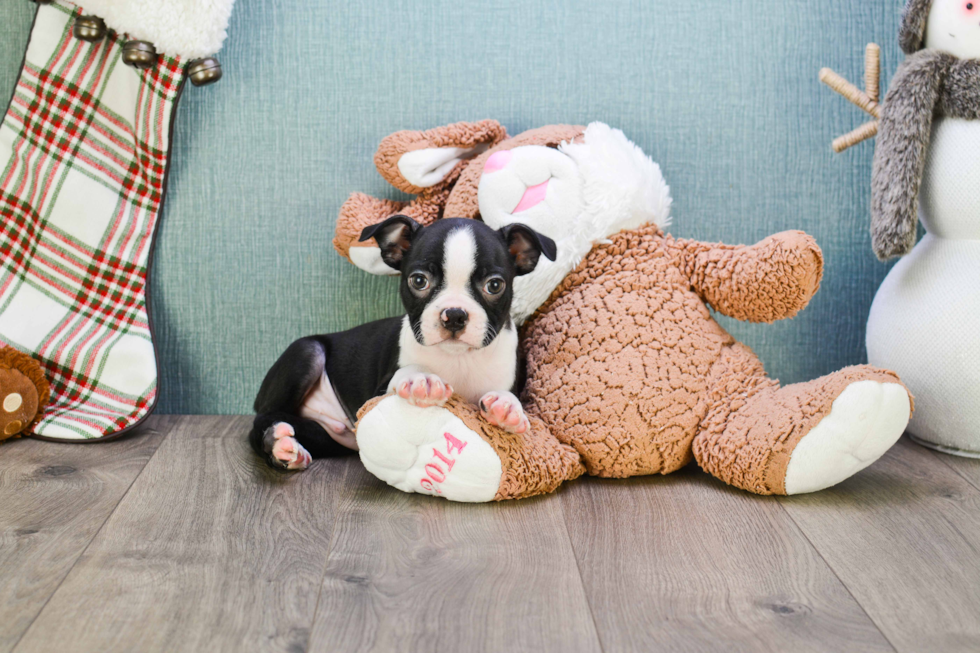 Boston Terrier Pup Being Cute