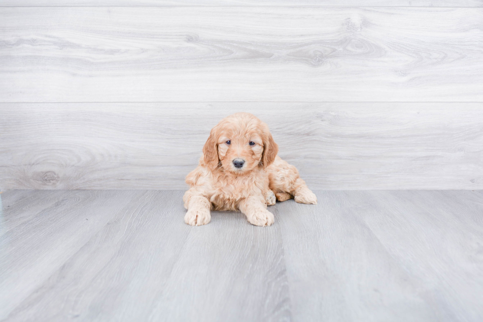 Adorable Golden Retriever Poodle Mix Puppy