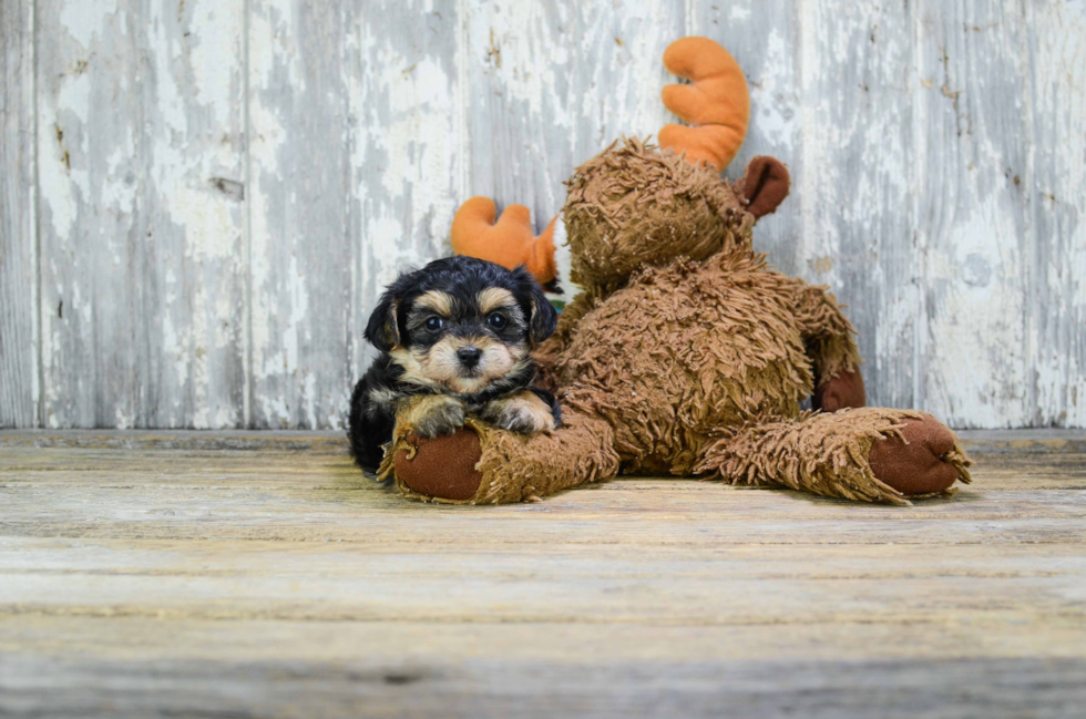 Yorkie Poo Puppy for Adoption