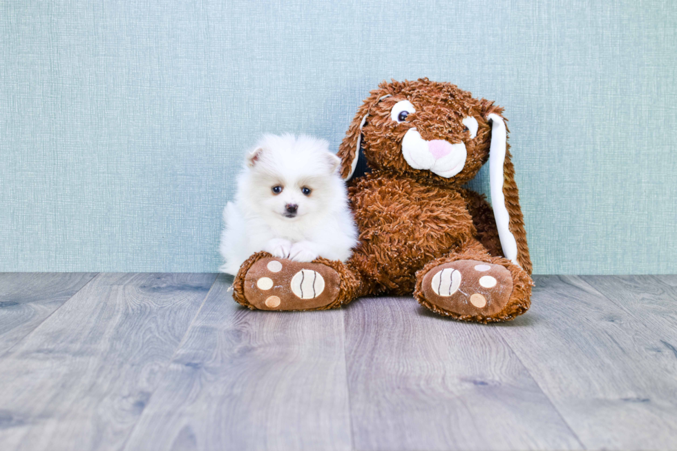 Hypoallergenic Pomeranian Purebred Pup