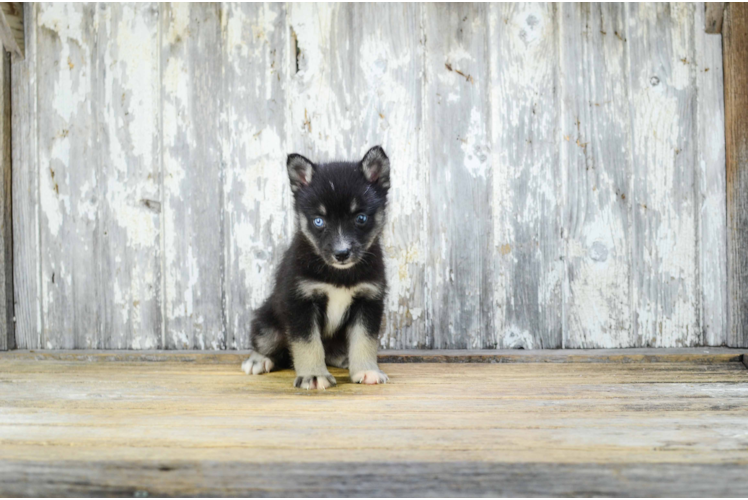 Pomsky Pup Being Cute