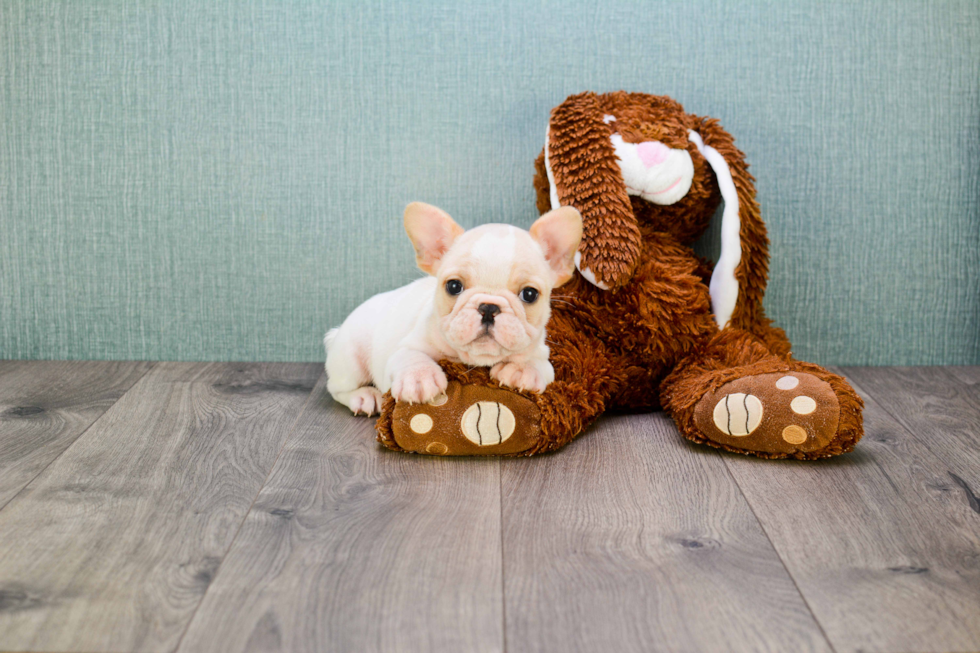 French Bulldog Pup Being Cute