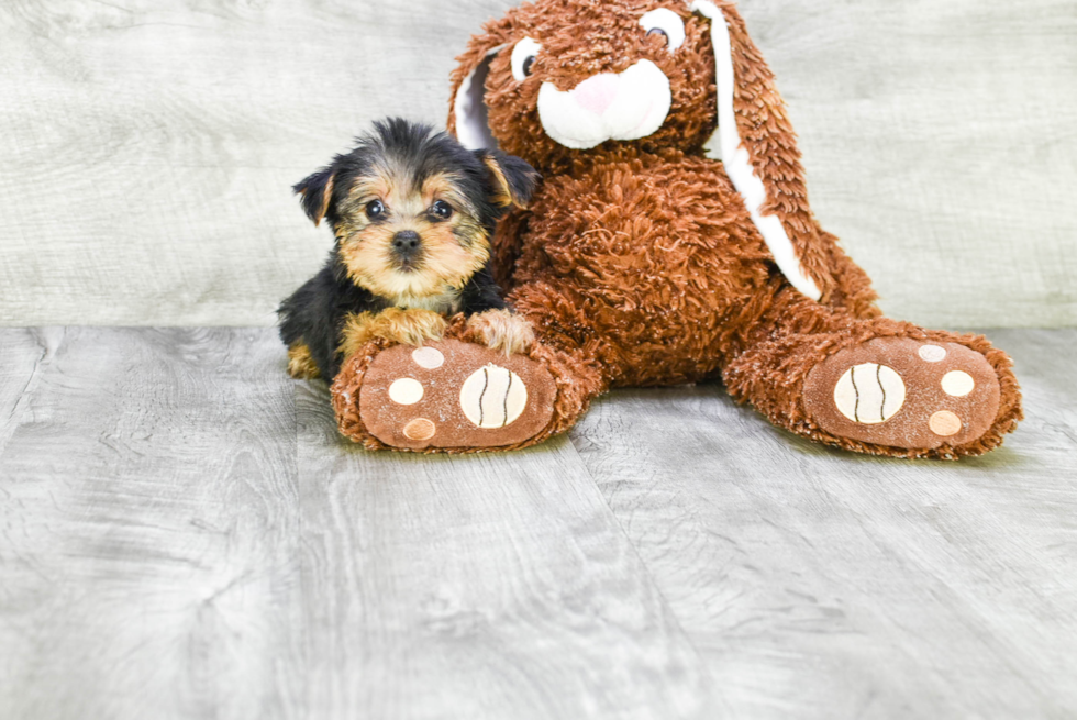 Meet Jeremy - our Yorkshire Terrier Puppy Photo 