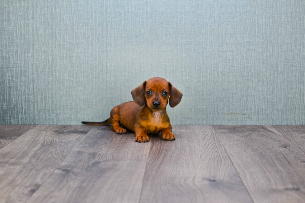 Cute Dachshund Baby