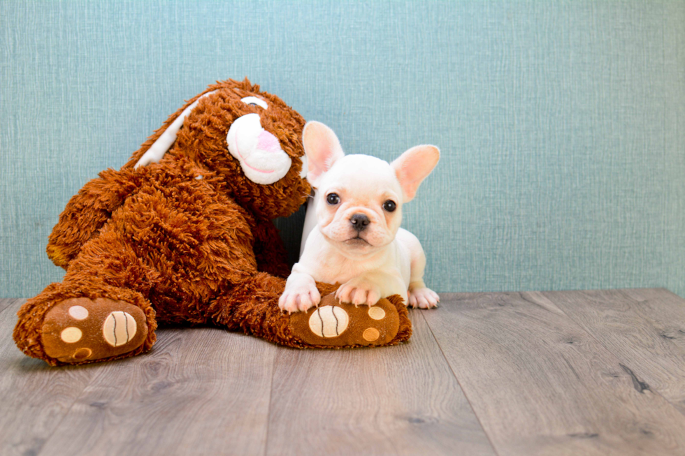 French Bulldog Pup Being Cute