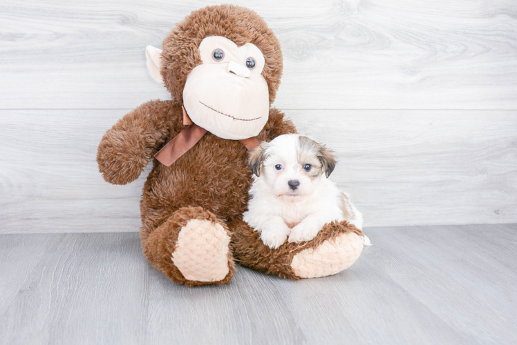 Best Teddy Bear Baby