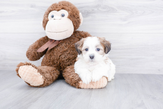 Teddy Bear Pup Being Cute