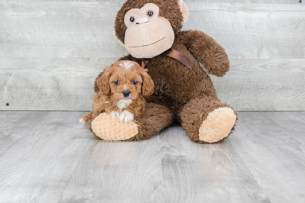 Cute Cavapoo Baby