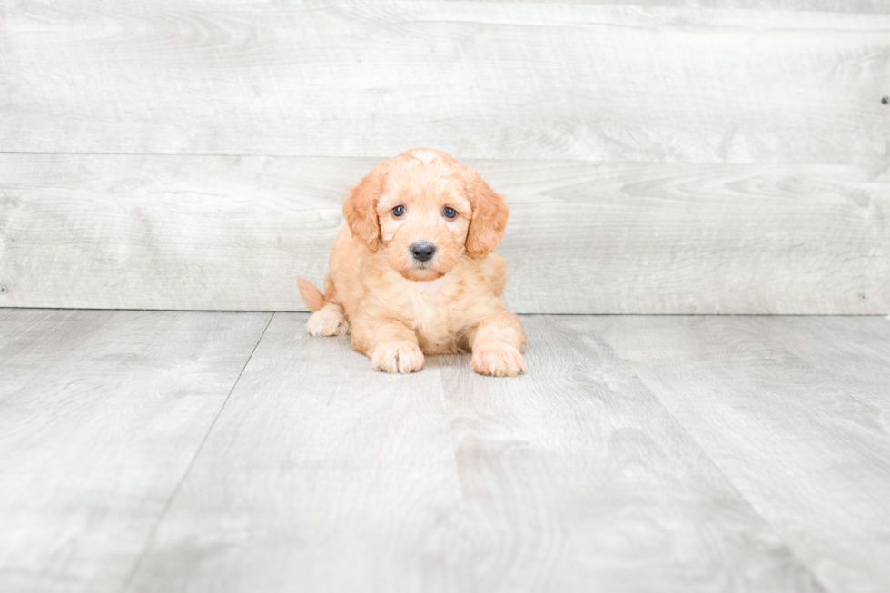 Energetic Golden Retriever Poodle Mix Puppy