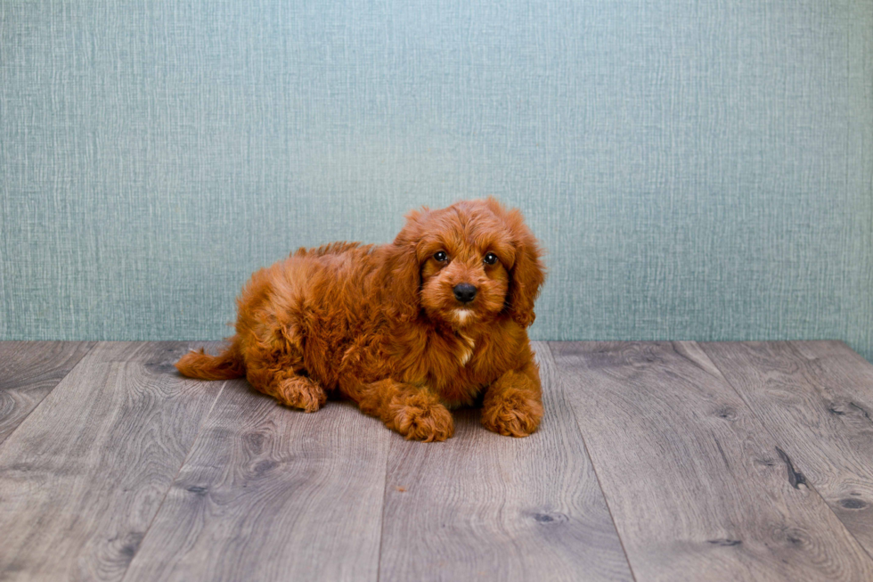 Happy Mini Goldendoodle Baby