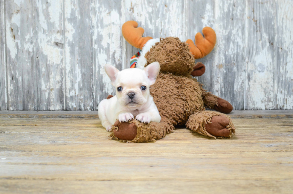 French Bulldog Pup Being Cute