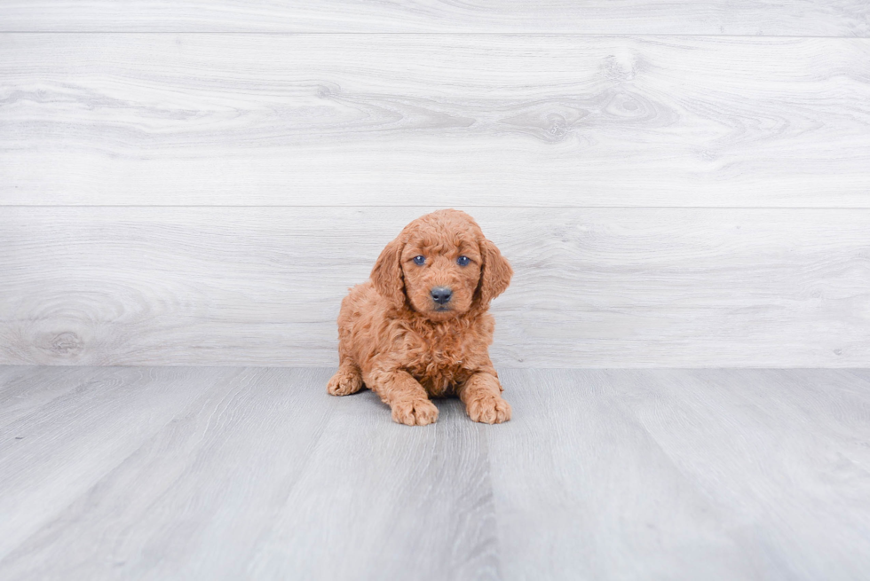 Best Mini Goldendoodle Baby