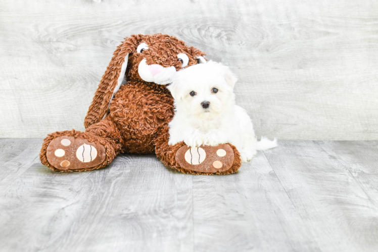 Petite Maltese Purebred Puppy