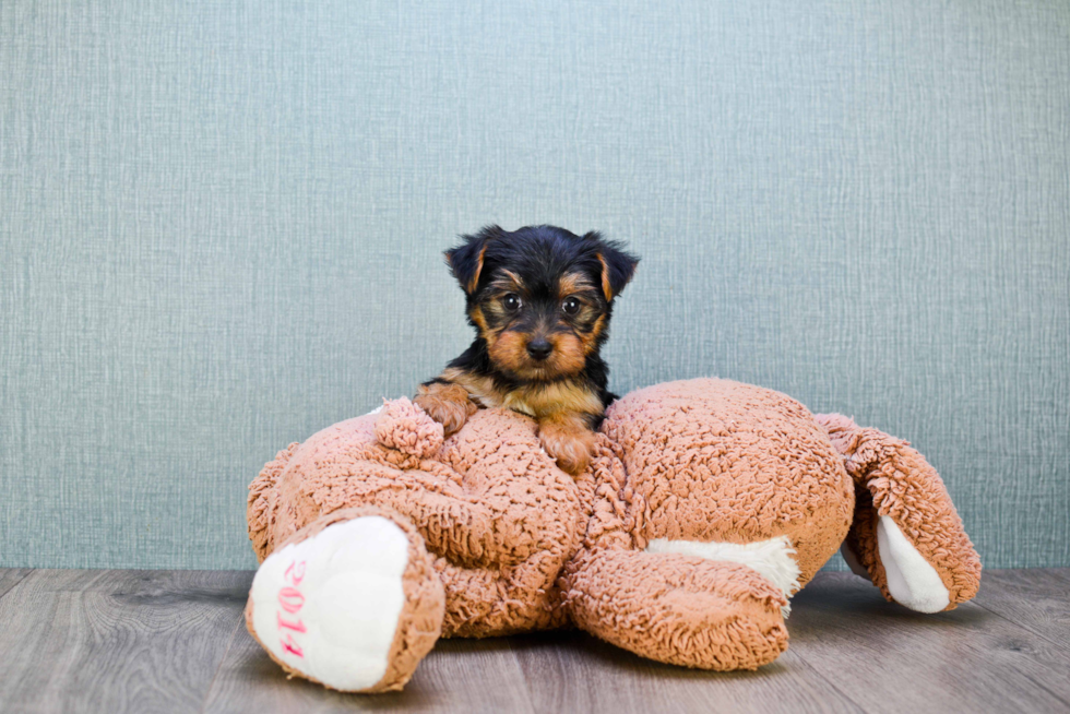 Meet Lisa - our Yorkshire Terrier Puppy Photo 