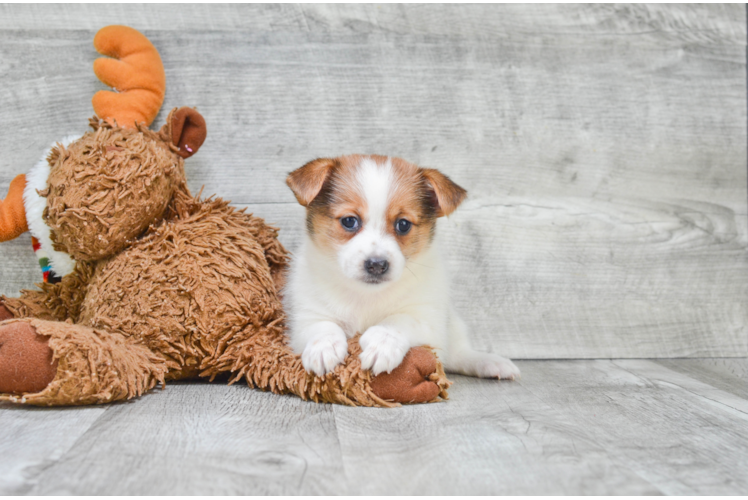 Cute Yorkie Pom Mix Pup