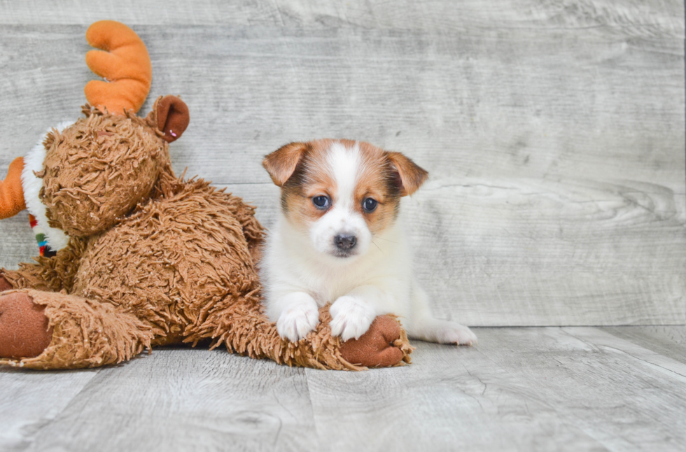 Cute Yorkie Pom Mix Pup
