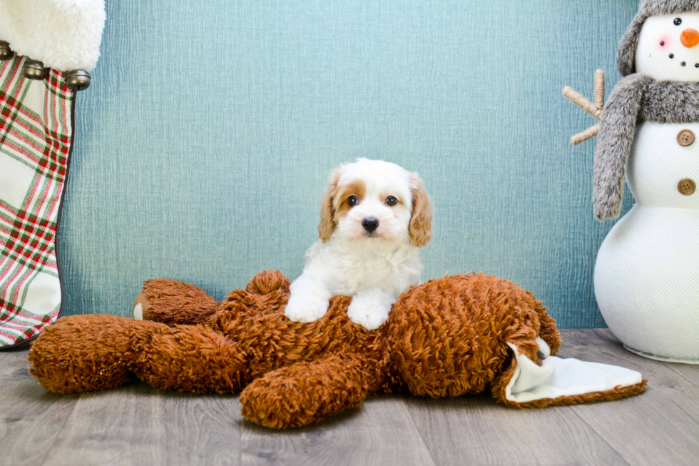 Best Cavapoo Baby