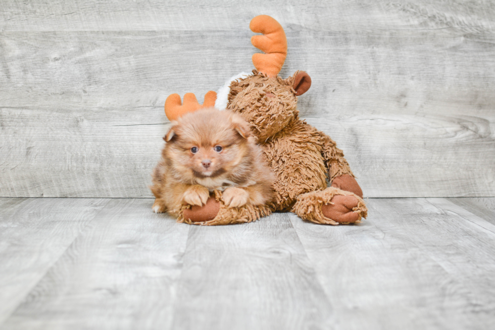 Pomeranian Pup Being Cute