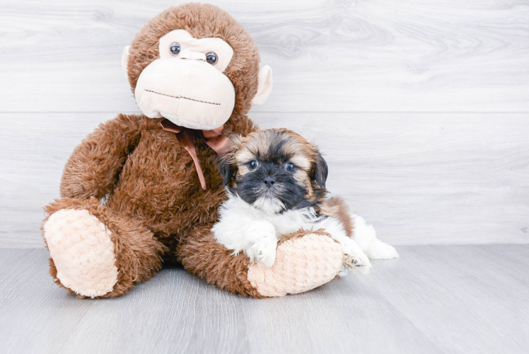 Teddy Bear Puppy for Adoption