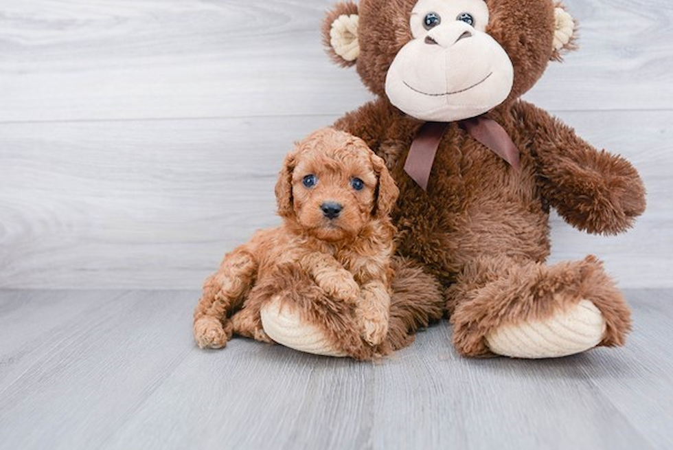 Cavapoo Pup Being Cute