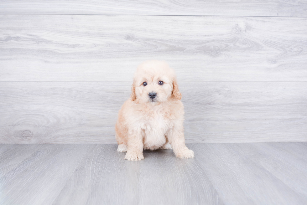 Best Mini Goldendoodle Baby