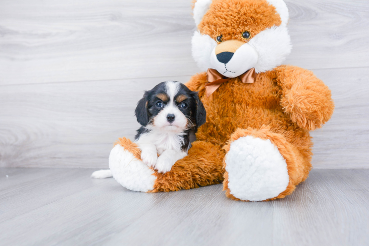 Cavalier King Charles Spaniel Puppy for Adoption