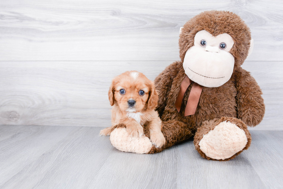 Cavalier King Charles Spaniel Pup Being Cute