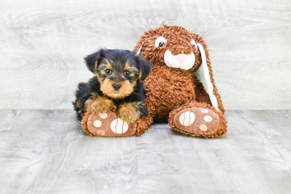 Meet Jenkins - our Yorkshire Terrier Puppy Photo 