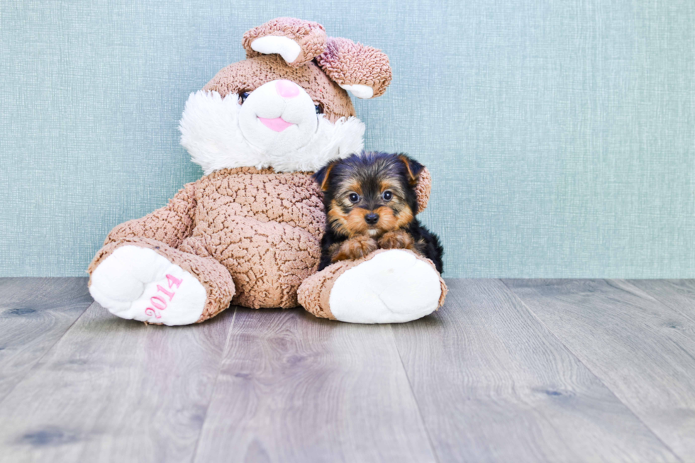 Meet Timmy - our Yorkshire Terrier Puppy Photo 