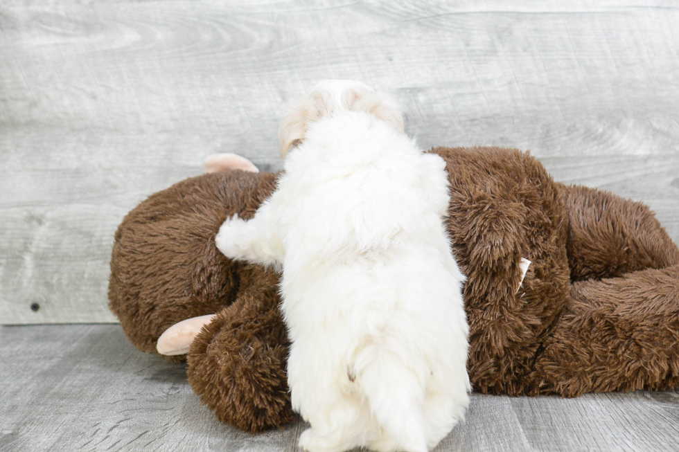 Sweet Havanese Purebred Puppy