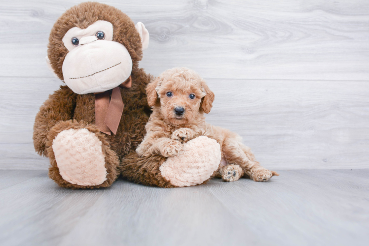 Best Mini Goldendoodle Baby