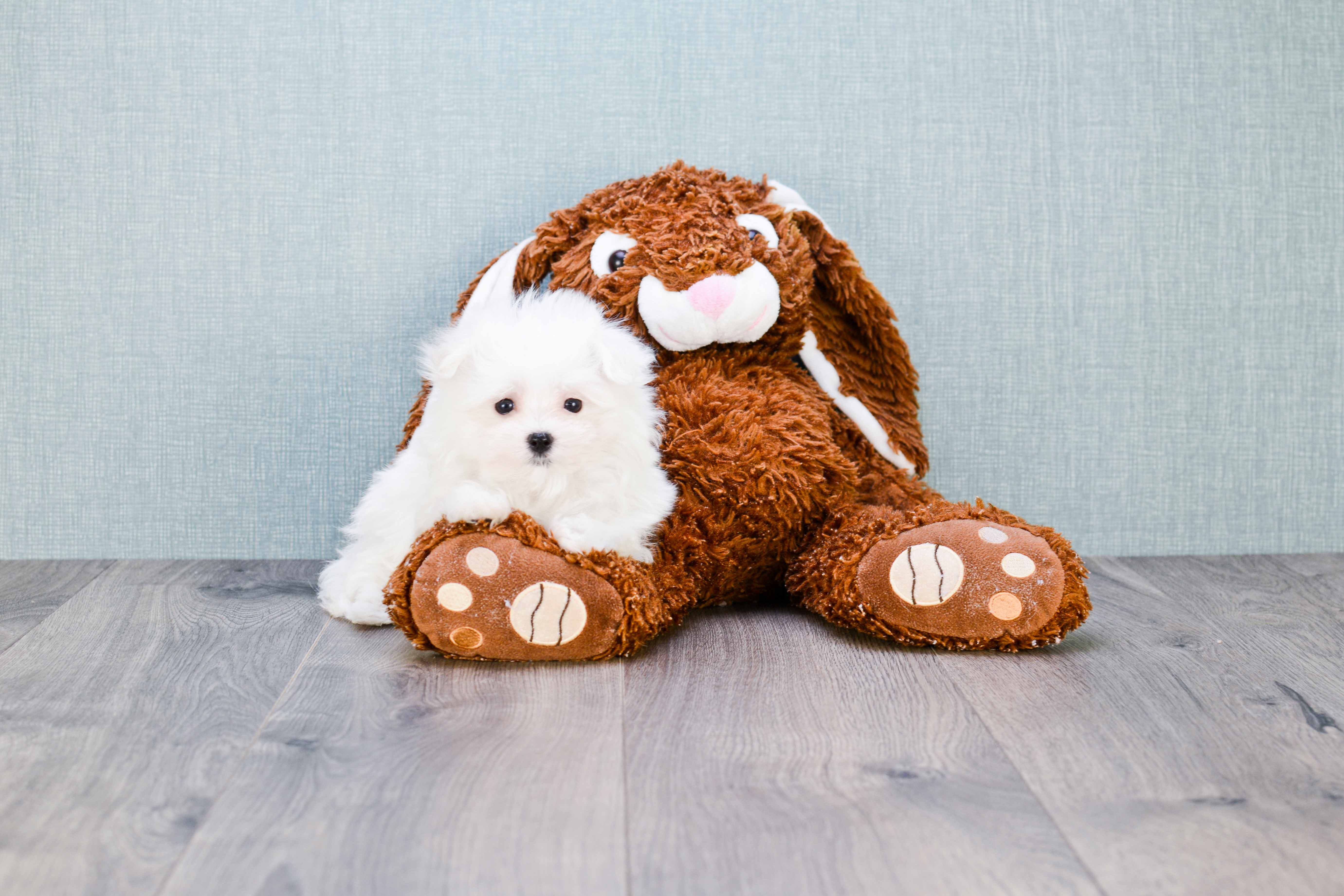Energetic Maltese Purebred Puppy
