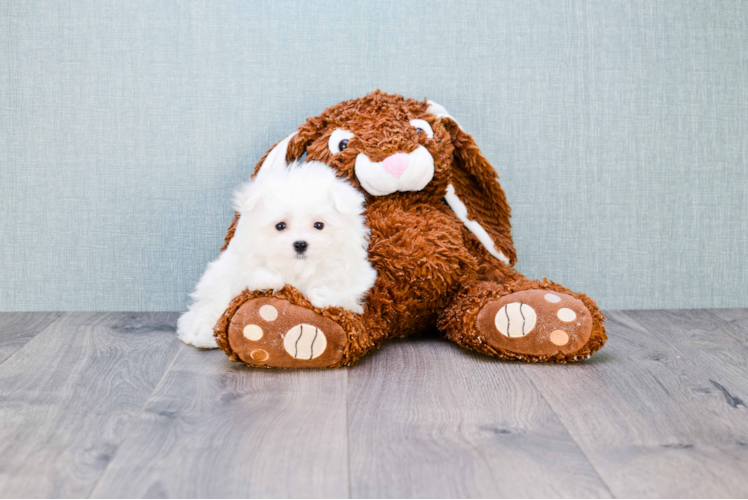 Energetic Maltese Purebred Puppy